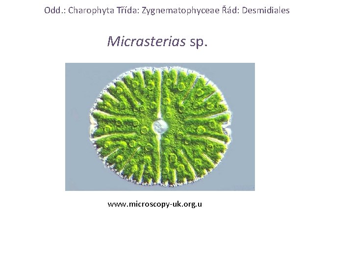 Odd. : Charophyta Třída: Zygnematophyceae Řád: Desmidiales Micrasterias sp. www. microscopy-uk. org. u 