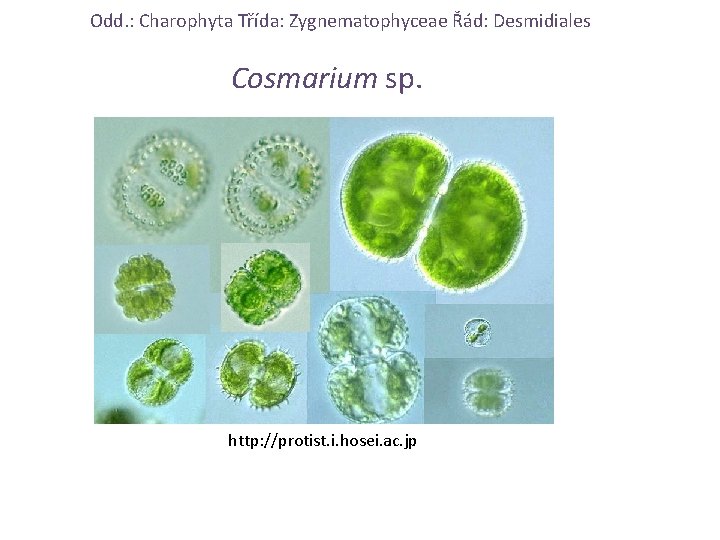 Odd. : Charophyta Třída: Zygnematophyceae Řád: Desmidiales Cosmarium sp. http: //protist. i. hosei. ac.