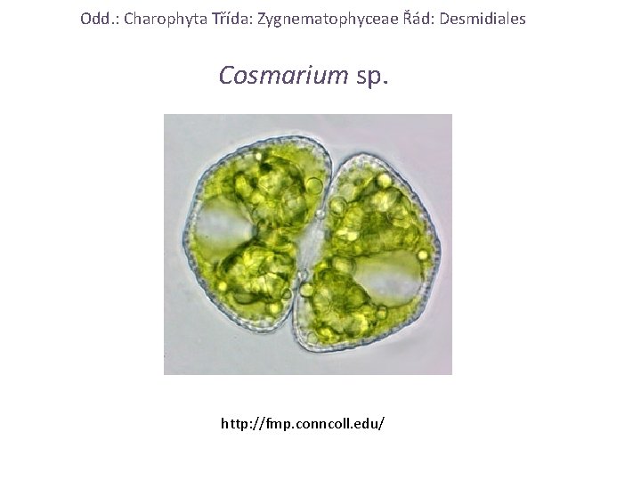 Odd. : Charophyta Třída: Zygnematophyceae Řád: Desmidiales Cosmarium sp. http: //fmp. conncoll. edu/ 