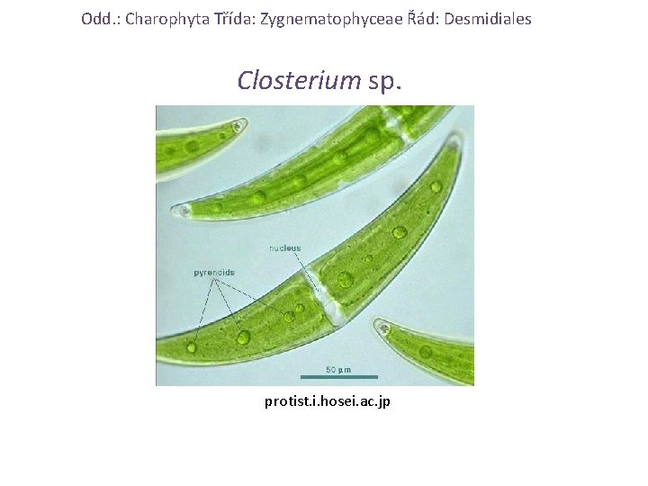 Odd. : Charophyta Třída: Zygnematophyceae Řád: Desmidiales Closterium sp. protist. i. hosei. ac. jp
