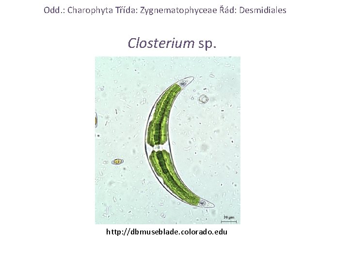 Odd. : Charophyta Třída: Zygnematophyceae Řád: Desmidiales Closterium sp. http: //dbmuseblade. colorado. edu 