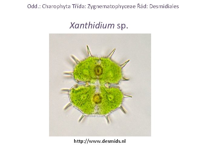 Odd. : Charophyta Třída: Zygnematophyceae Řád: Desmidiales Xanthidium sp. http: //www. desmids. nl 