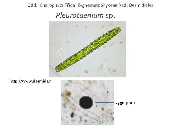 Odd. : Charophyta Třída: Zygnematophyceae Řád: Desmidiales Pleurotaenium sp. http: //www. desmids. nl zygospora