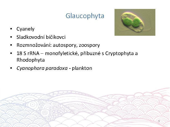 Glaucophyta Cyanely Sladkovodní bičíkovci Rozmnožování: autospory, zoospory 18 S r. RNA – monofyletické, příbuzné