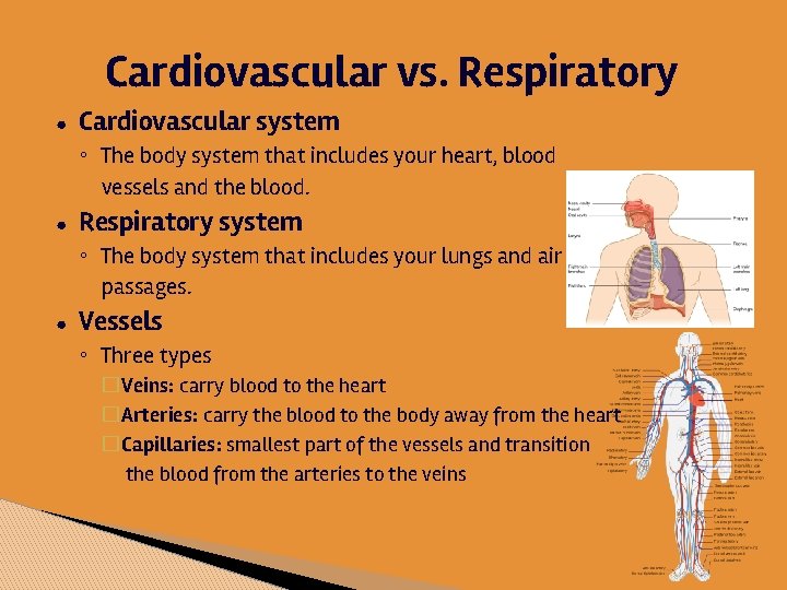 Cardiovascular vs. Respiratory ● Cardiovascular system ◦ The body system that includes your heart,