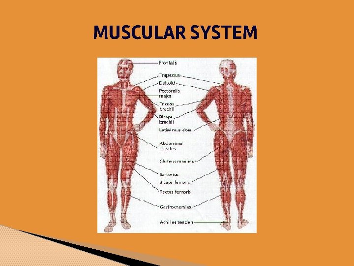 MUSCULAR SYSTEM 