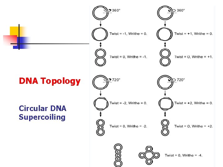 DNA Topology Circular DNA Supercoiling 