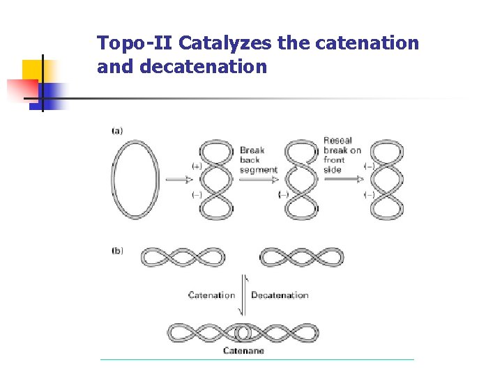 Topo-II Catalyzes the catenation and decatenation 