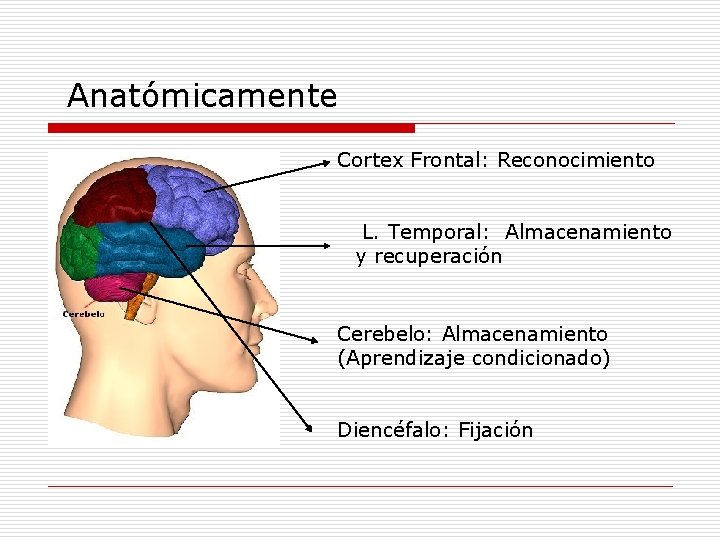 Anatómicamente Cortex Frontal: Reconocimiento L. Temporal: Almacenamiento y recuperación Cerebelo: Almacenamiento (Aprendizaje condicionado) Diencéfalo: