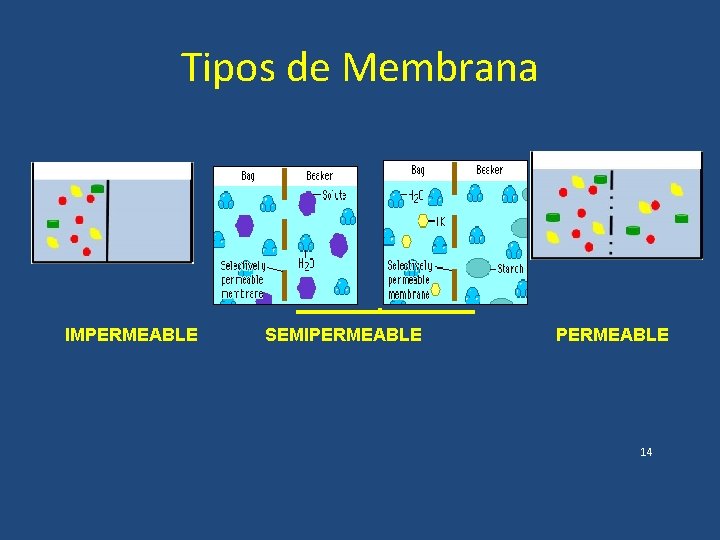 Tipos de Membrana IMPERMEABLE SEMIPERMEABLE 14 