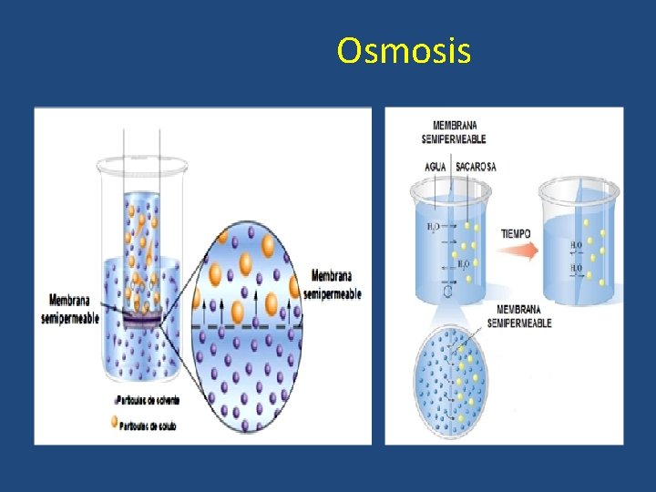 Osmosis 16 