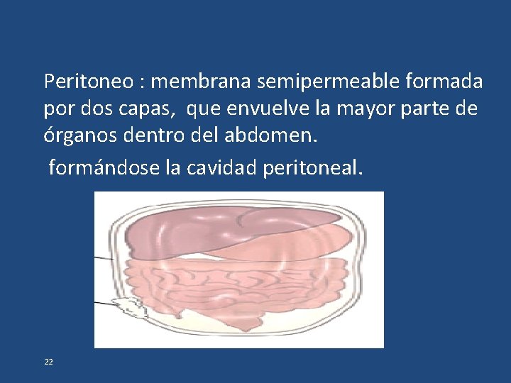 Peritoneo : membrana semipermeable formada por dos capas, que envuelve la mayor parte de