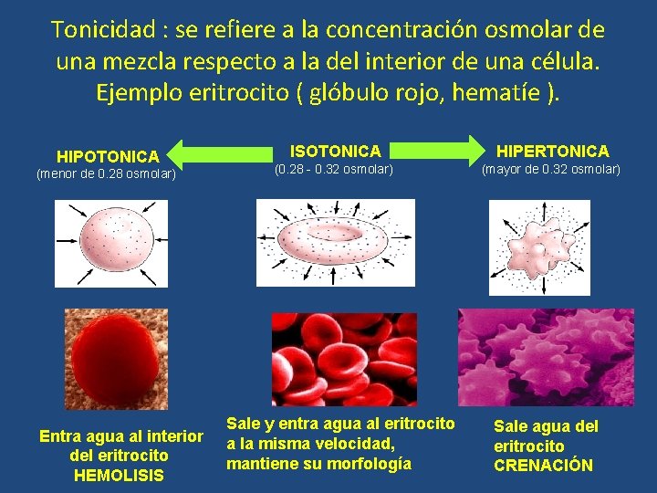 Tonicidad : se refiere a la concentración osmolar de una mezcla respecto a la