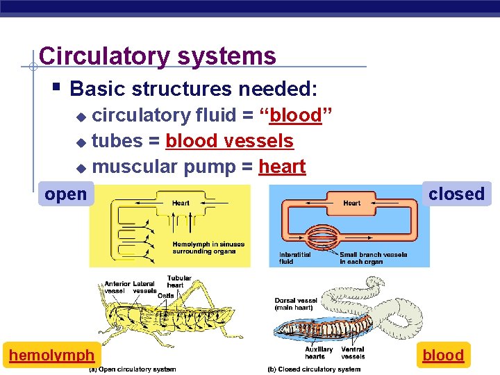 Circulatory systems § Basic structures needed: circulatory fluid = “blood” u tubes = blood