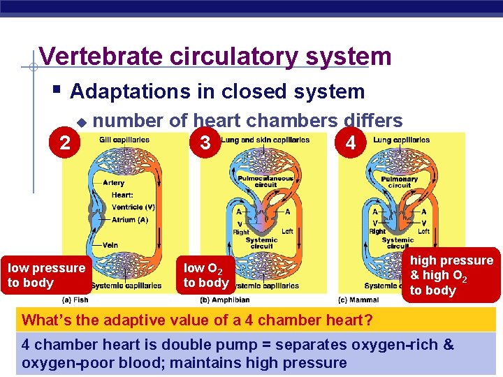 Vertebrate circulatory system § Adaptations in closed system u 2 low pressure to body