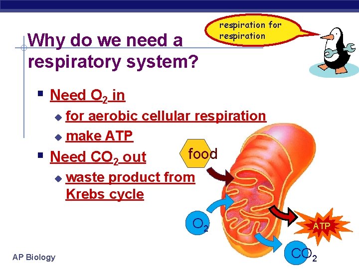 Why do we need a respiratory system? respiration for respiration § Need O 2