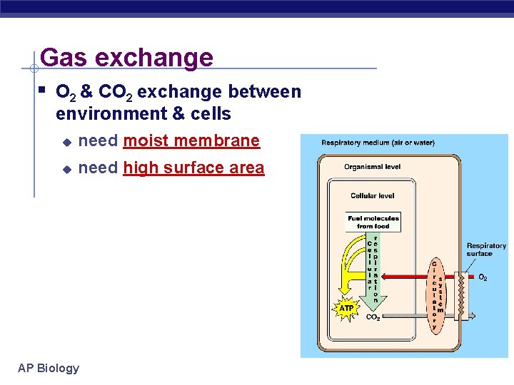 Gas exchange § O 2 & CO 2 exchange between environment & cells u