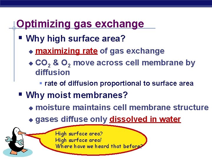 Optimizing gas exchange § Why high surface area? maximizing rate of gas exchange u