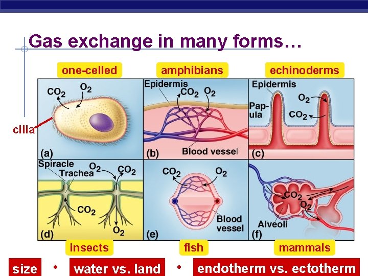 Gas exchange in many forms… one-celled amphibians echinoderms insects fish mammals cilia AP Biology