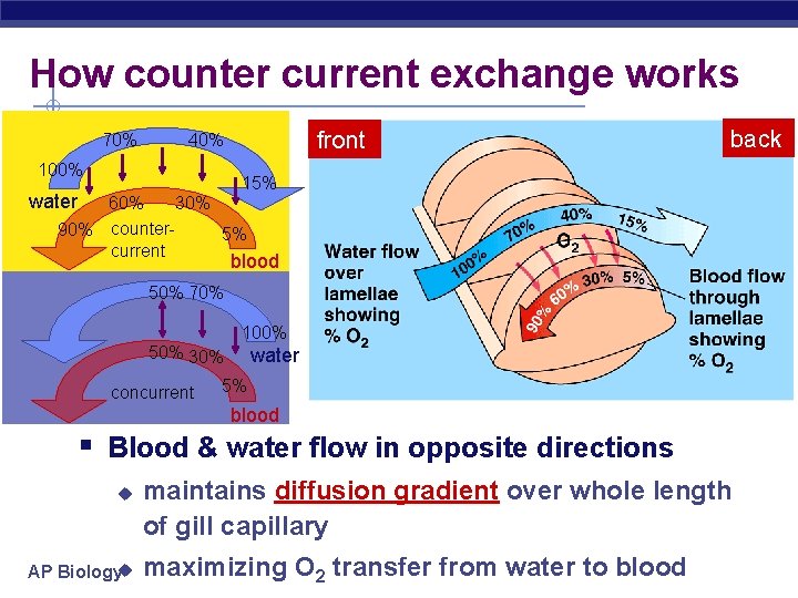 How counter current exchange works 70% front 40% 100% back 15% water 60% 30%