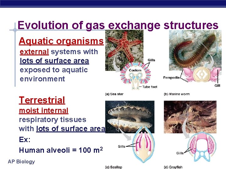 Evolution of gas exchange structures Aquatic organisms external systems with lots of surface area