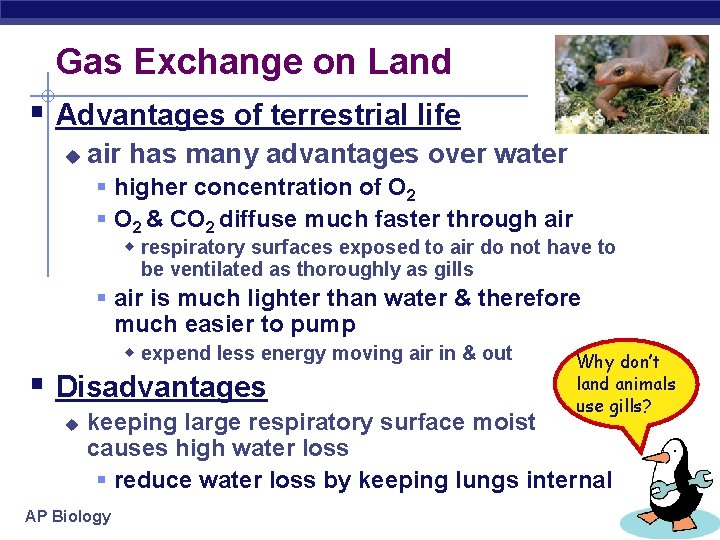 Gas Exchange on Land § Advantages of terrestrial life u air has many advantages