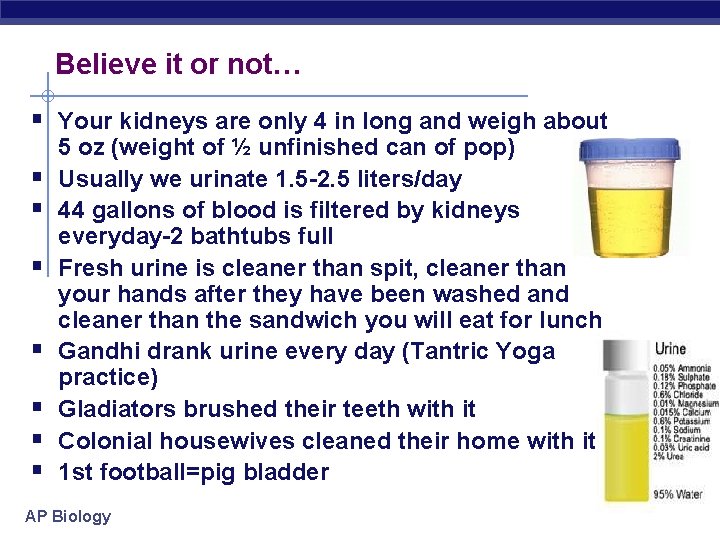 Believe it or not… § Your kidneys are only 4 in long and weigh