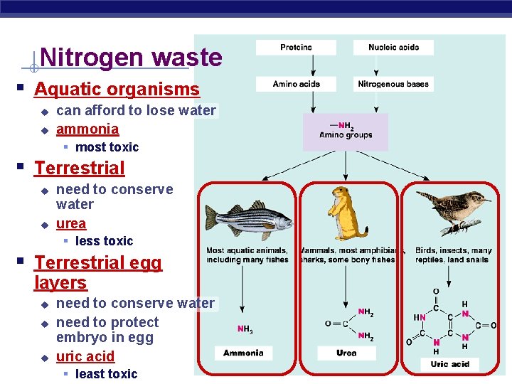 Nitrogen waste § Aquatic organisms u u can afford to lose water ammonia §