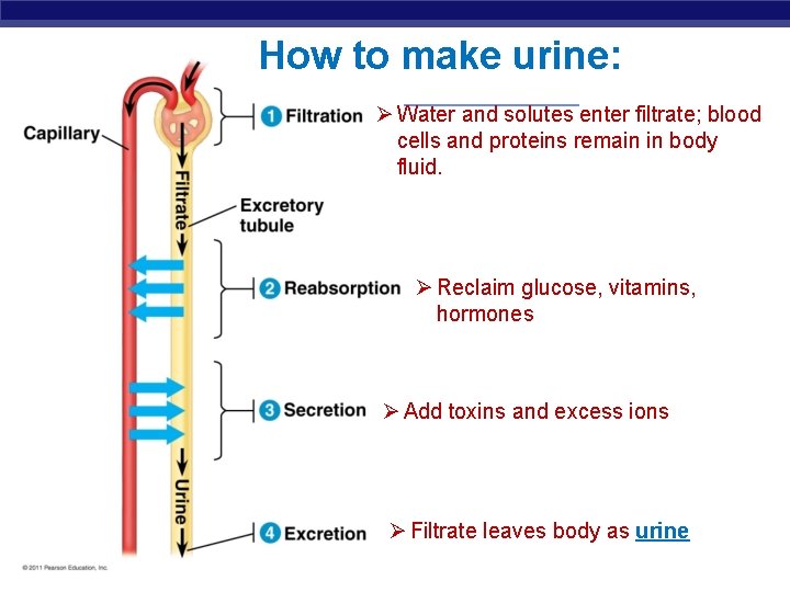 How to make urine: Ø Water and solutes enter filtrate; blood cells and proteins