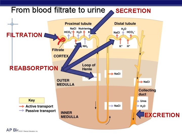 From blood filtrate to urine SECRETION FILTRATION REABSORPTION EXCRETION AP Biology 