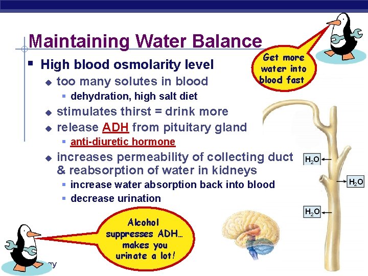 Maintaining Water Balance § High blood osmolarity level u too many solutes in blood