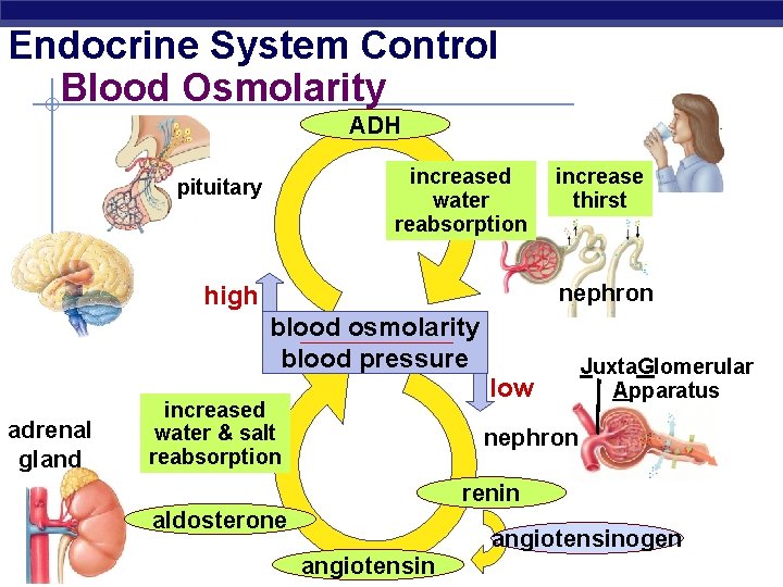 Endocrine System Control Blood Osmolarity ADH increased water reabsorption pituitary nephron high blood osmolarity