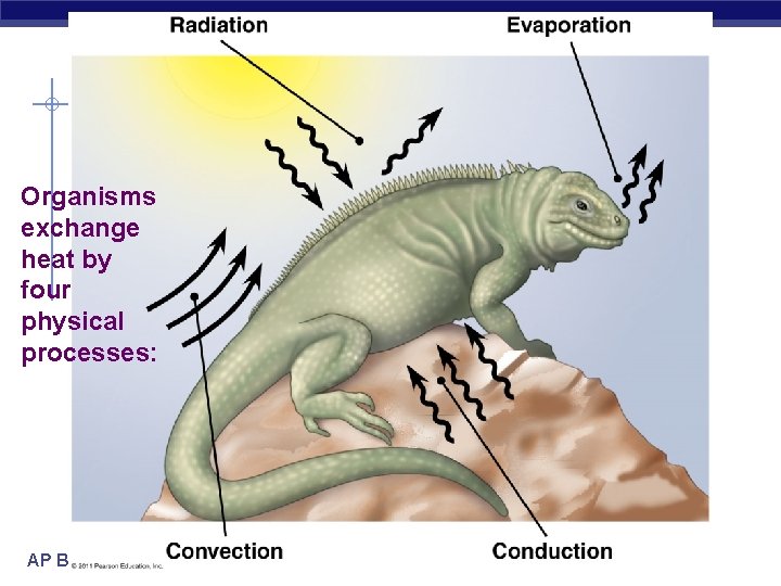 Organisms exchange heat by four physical processes: AP Biology 