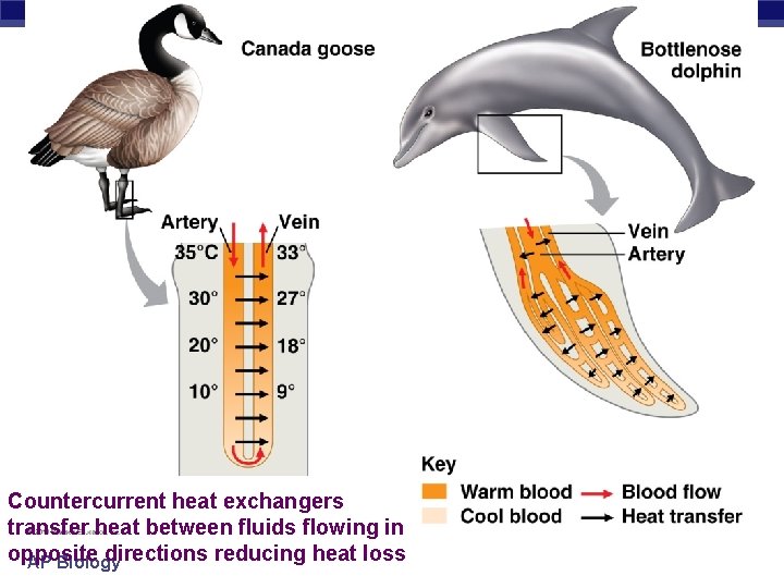 Countercurrent heat exchangers transfer heat between fluids flowing in opposite directions reducing heat loss