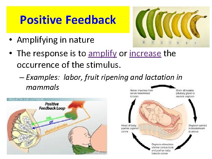 Positive Feedback • Amplifying in nature • The response is to amplify or increase