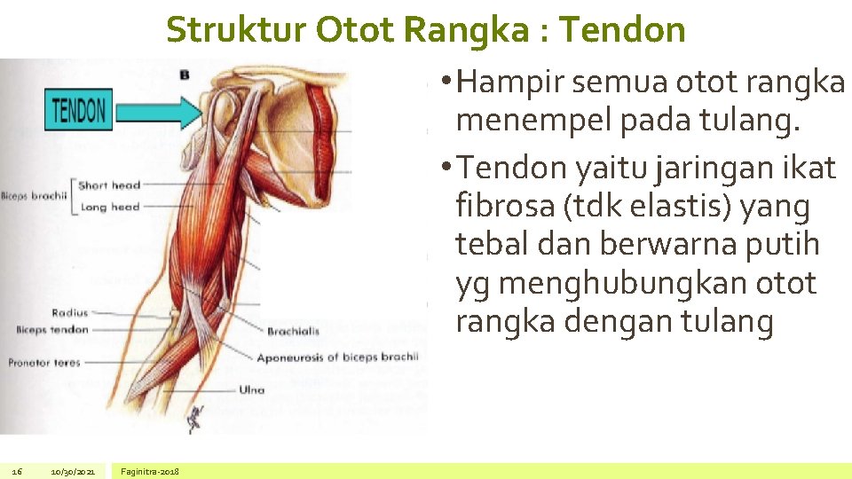 Struktur Otot Rangka : Tendon • Hampir semua otot rangka menempel pada tulang. •