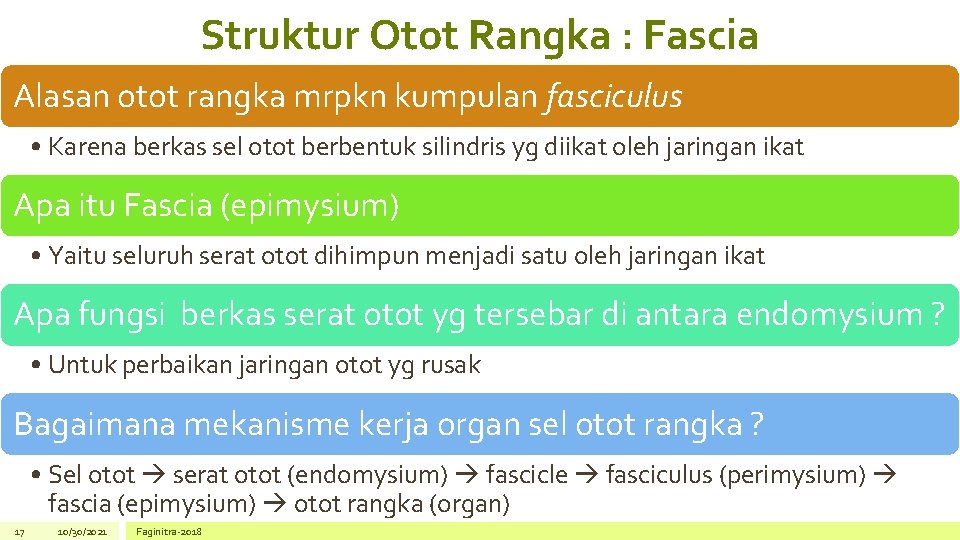 Struktur Otot Rangka : Fascia Alasan otot rangka mrpkn kumpulan fasciculus • Karena berkas