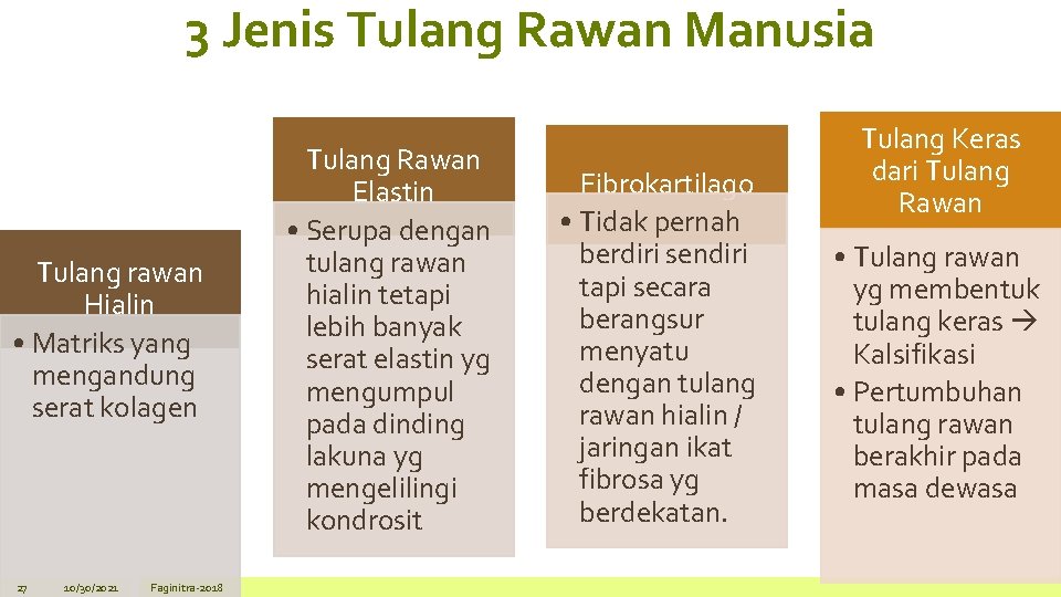 3 Jenis Tulang Rawan Manusia Tulang rawan Hialin • Matriks yang mengandung serat kolagen