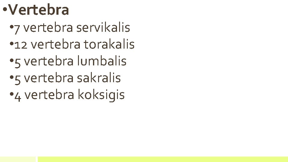  • Vertebra • 7 vertebra servikalis • 12 vertebra torakalis • 5 vertebra