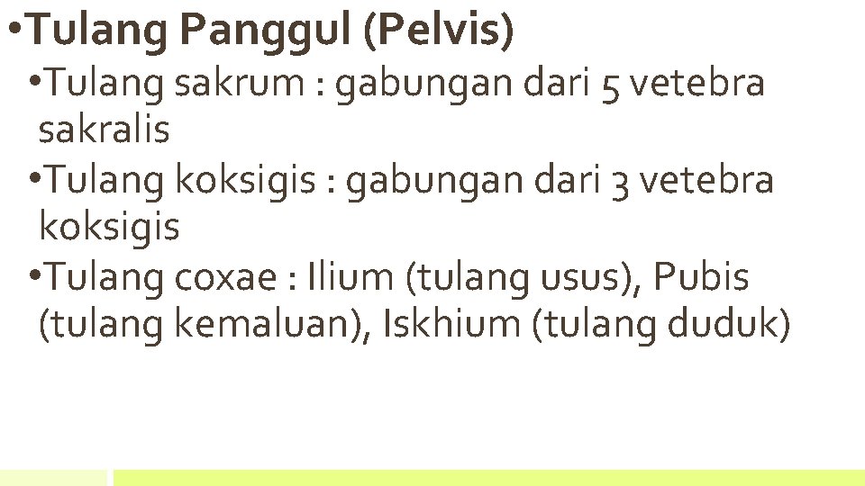  • Tulang Panggul (Pelvis) • Tulang sakrum : gabungan dari 5 vetebra sakralis