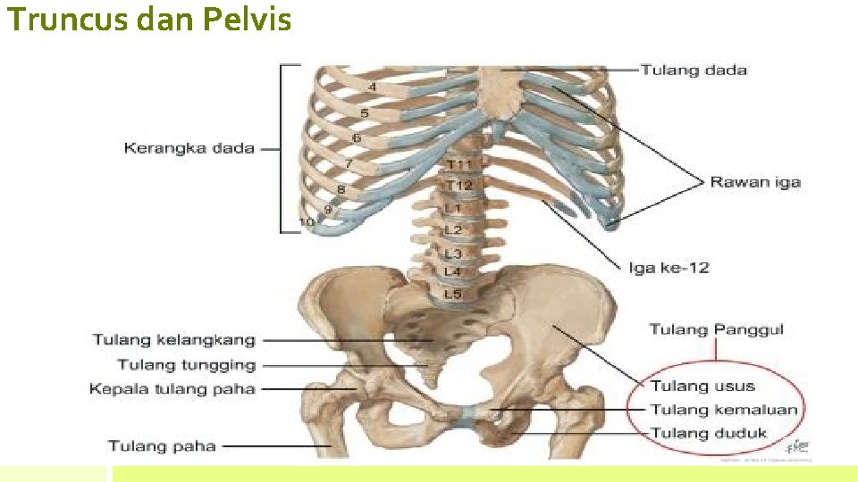 Truncus dan Pelvis 