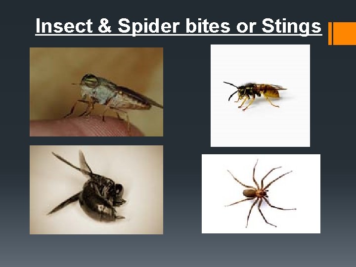 Insect & Spider bites or Stings 