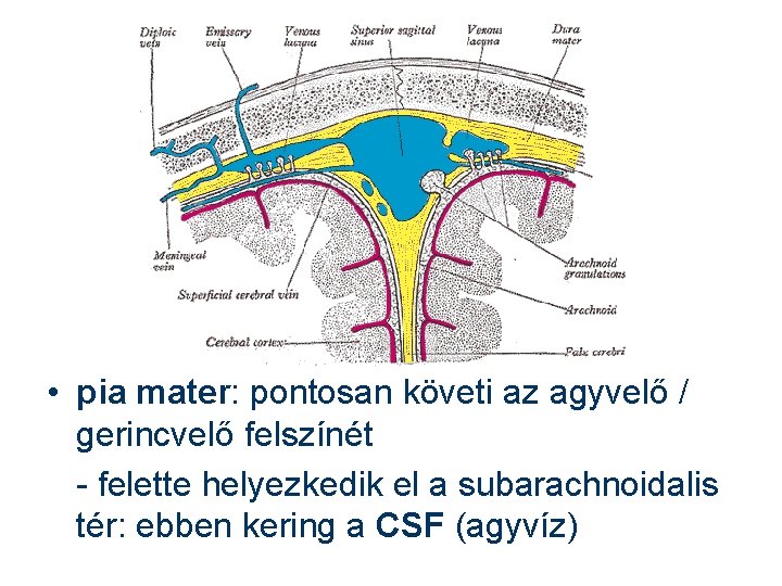  • pia mater: pontosan követi az agyvelő / gerincvelő felszínét - felette helyezkedik