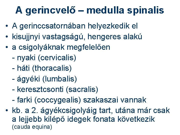 A gerincvelő – medulla spinalis • A gerinccsatornában helyezkedik el • kisujjnyi vastagságú, hengeres