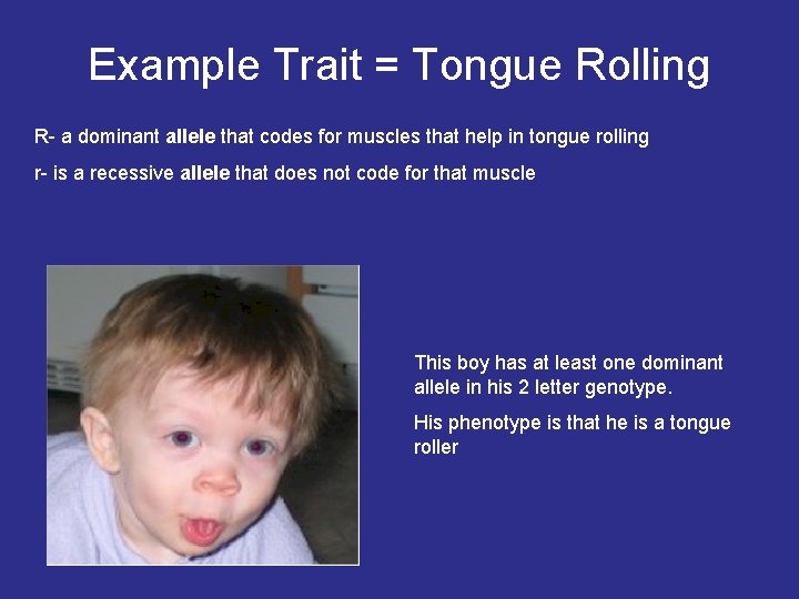 Example Trait = Tongue Rolling R- a dominant allele that codes for muscles that