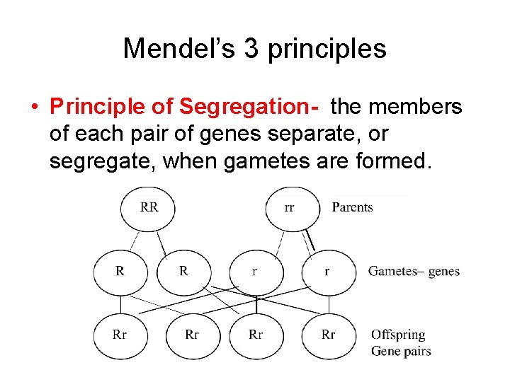 Mendel’s 3 principles • Principle of Segregation- the members of each pair of genes