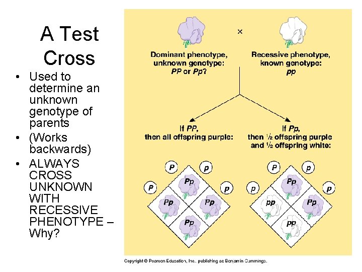 A Test Cross • Used to determine an unknown genotype of parents • (Works