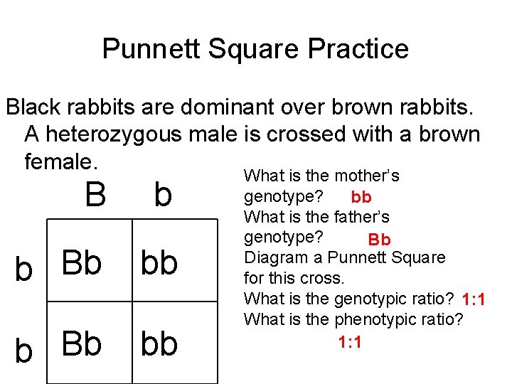 Punnett Square Practice Black rabbits are dominant over brown rabbits. A heterozygous male is