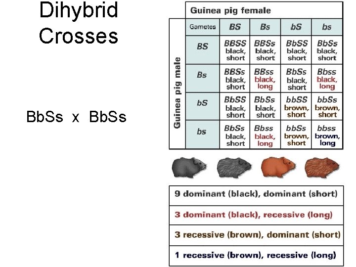 Dihybrid Crosses Bb. Ss x Bb. Ss 