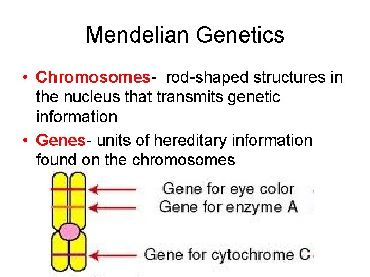 Mendelian Genetics • Chromosomes- rod-shaped structures in the nucleus that transmits genetic information •